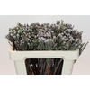 Kaaps Groen Silver Brunia