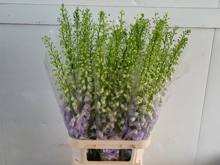 <h4>Delph Aurora Lavender EHM Vis</h4>