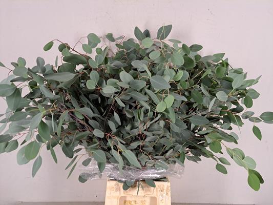 Eucalyptus Populus Bs 300g