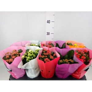 Kalanchoe blos. 'Perfecta'  ..mix 5