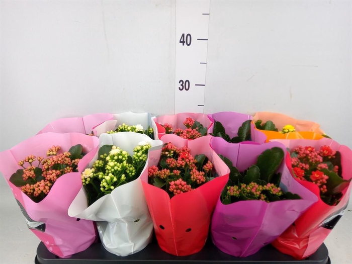 <h4>Kalanchoe blos. 'Perfecta'  ..mix 5</h4>