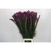 Liatris Spicata