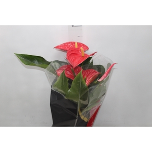 ANTHURIUM MICHIGAN P17 PREMIUM