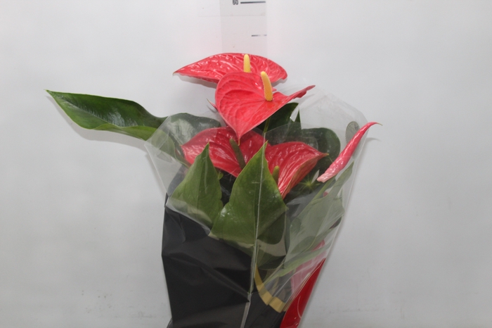 <h4>ANTHURIUM MICHIGAN P17 PREMIUM</h4>