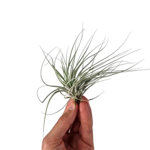 Tillandsia Double Ruth