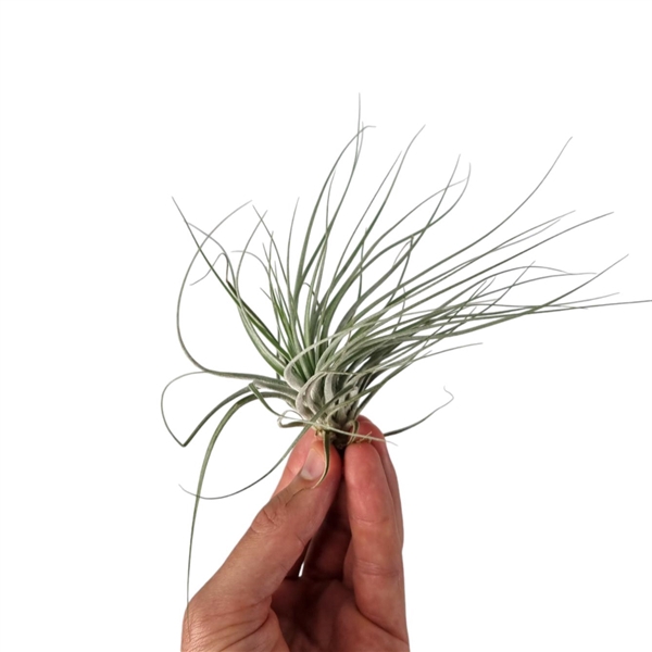 <h4>Tillandsia Double Ruth</h4>