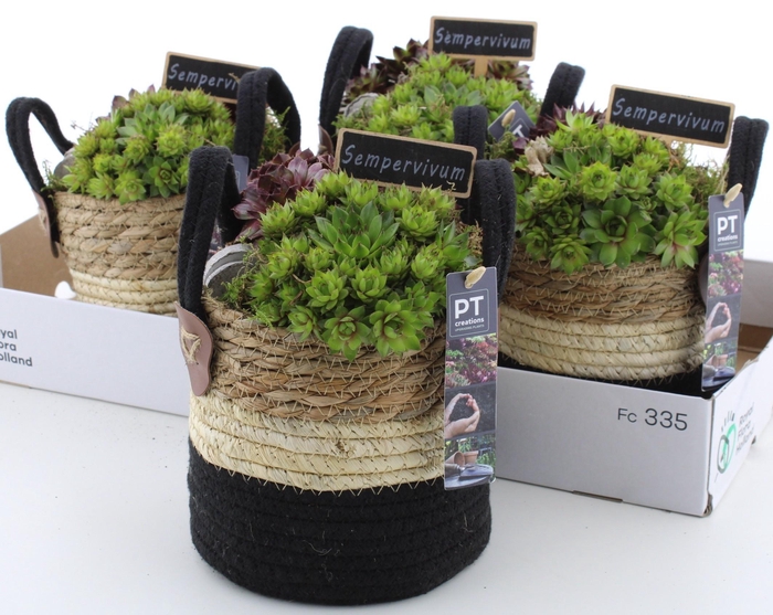 <h4>ARR SEMPERVIVUM</h4>