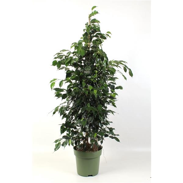 <h4>FICUS benjamina Danielle</h4>