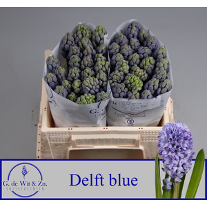 HYAC DELFT BLUE