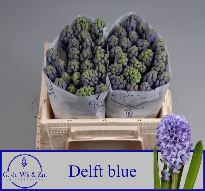 <h4>HYAC DELFT BLUE</h4>
