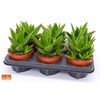 Aloe Mitriformis perfoliata 12 ROCKS