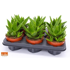 Aloe Mitriformis perfoliata 12 ROCKS