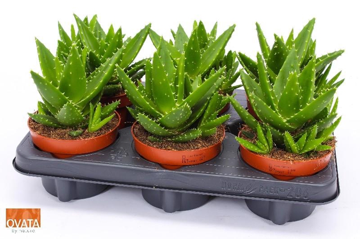 <h4>Aloe Mitriformis perfoliata 12 ROCKS</h4>