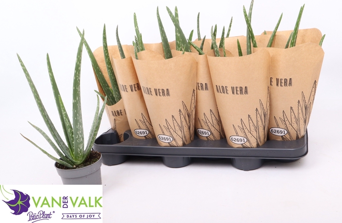 <h4>ALOE VERA</h4>