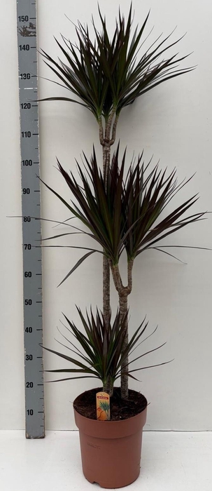 <h4>DRA MARG MAGENTA</h4>