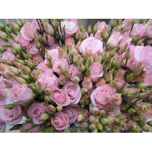 Eust G Rosi G Sweet Rose