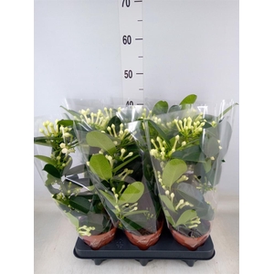 Stephanotis floribunda   ...