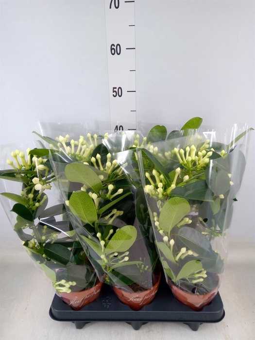 <h4>Stephanotis floribunda   ...</h4>
