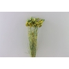 Dried Artz Phalaris Van Gogh Bunch