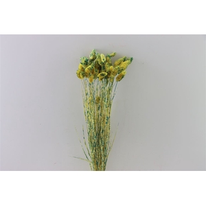 Dried Artz Phalaris Van Gogh Bunch