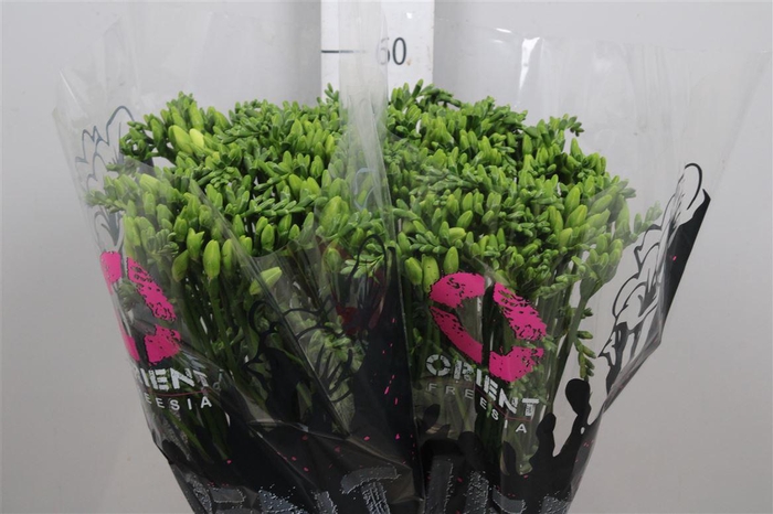 <h4>Fr En Ambiance</h4>