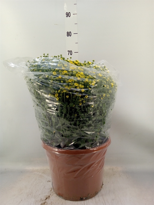 <h4>Chrysanthemum   ..GR</h4>