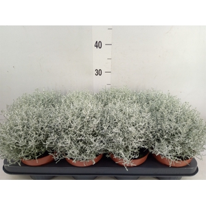Leucophyta brownii 'Whimsy Silv'