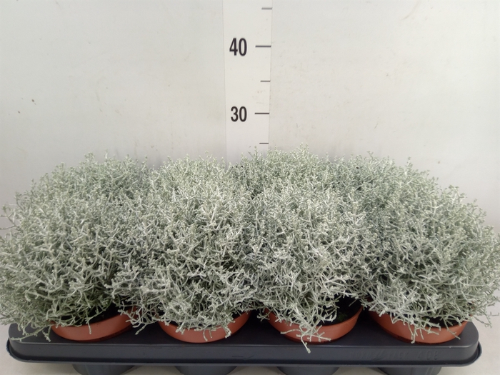 <h4>Leucophyta brownii 'Whimsy Silv'</h4>