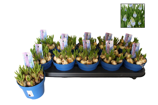 <h4>Muscar Atlantic</h4>