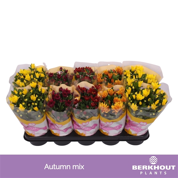 <h4>Chrysanthemum Indicum Grp 5 color Autumn mix</h4>