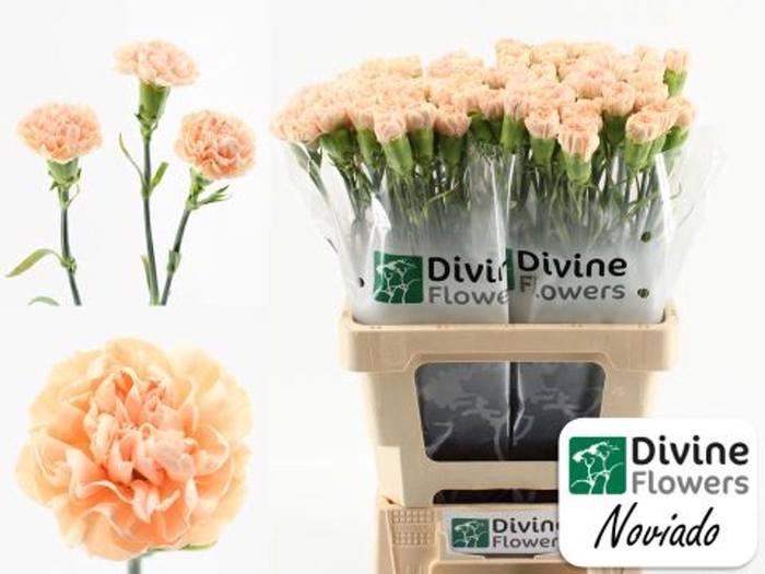 <h4>Dianthus ST 'Noviado'</h4>