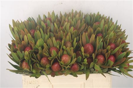 <h4>Leucad Ayoba Sky Ex Nut</h4>