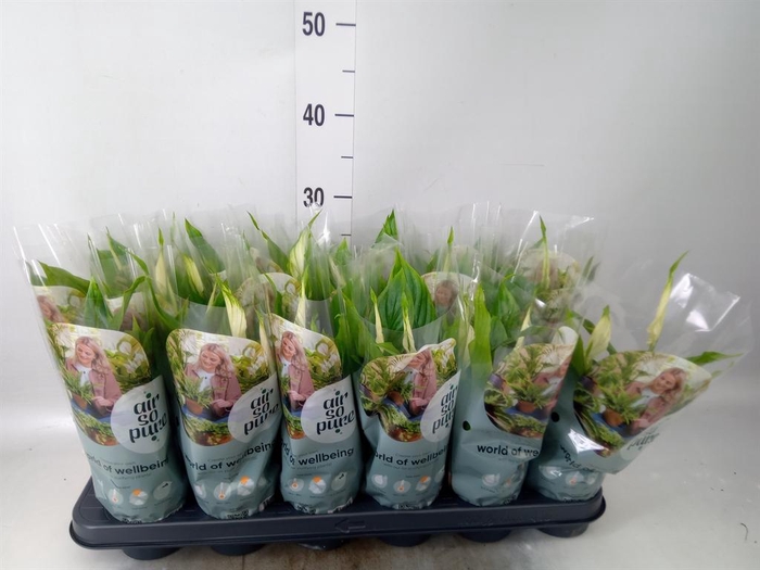 <h4>Spathiphyllum  'Chopin'</h4>