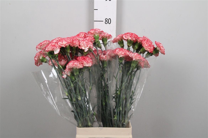 <h4>Di St Safari</h4>