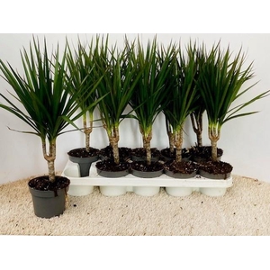 DRA MARGINATA