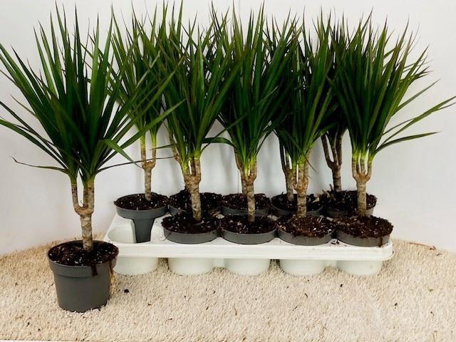 <h4>DRA MARGINATA</h4>