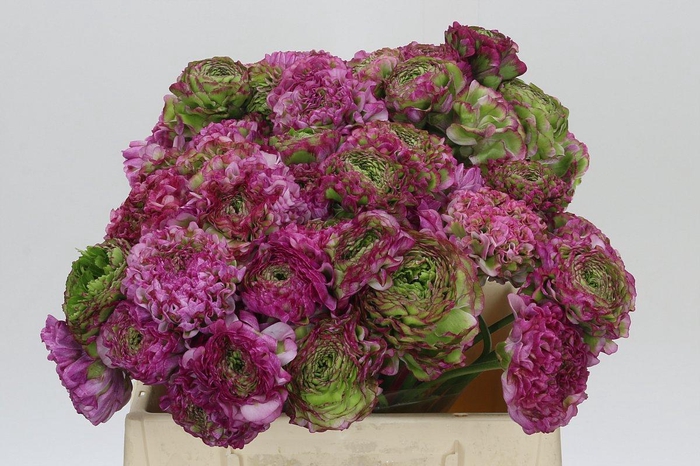 <h4>Ranunculus Pon Pon Malva</h4>