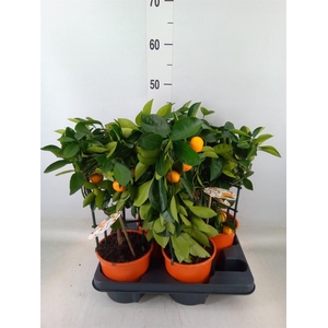 Citrofortunella mic.