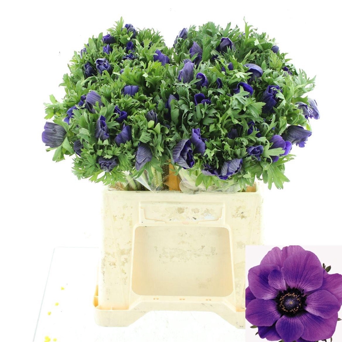 <h4>ANEM CO MAR BLUE</h4>