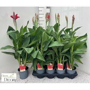 CANNA KRETA