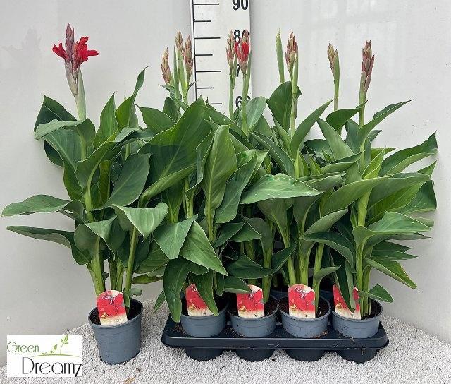 <h4>CANNA KRETA</h4>