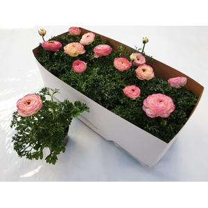 RANUN SPRINK VIO BIC