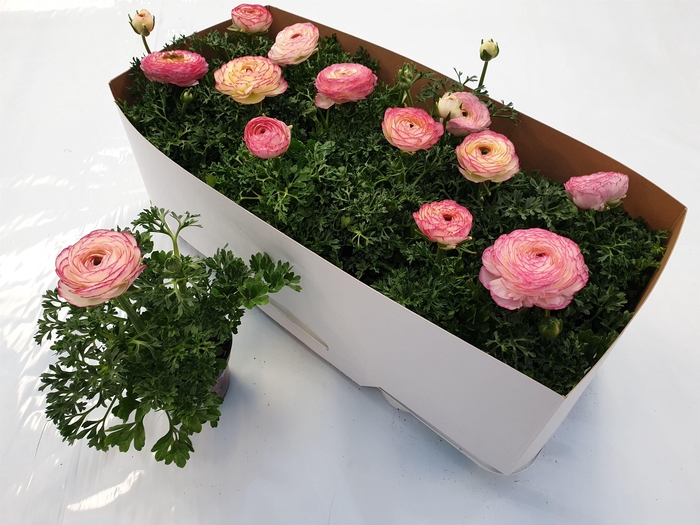 <h4>Ranonkel Bicolor licht roze</h4>