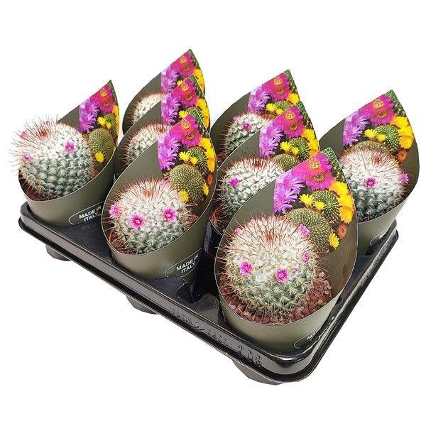 <h4>MAMM BOMBYCINA</h4>