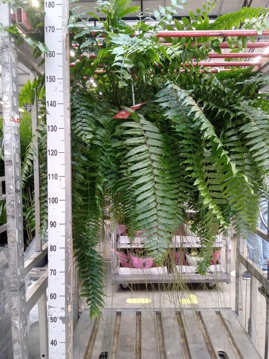 <h4>Nephrolepis ...</h4>