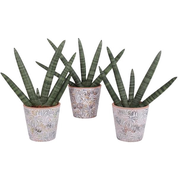 <h4>Sansevieria Cylindrica Handshake in Ø14cm Ceramic Pot Jungle</h4>