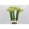 Ornithogalum saundersiae
