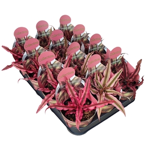 MIX CRYPTANTHUS POT Ø 10,5 - COLLECTION WITH POTCOVER - TRAY 12 PCS (SUCCULENTEN)