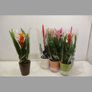 Bromelia Gem
