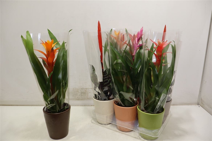 <h4>Bromelia Gem</h4>